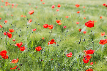 Obraz premium wild poppy flowers on the field - soft focus