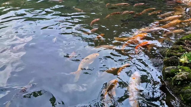 Surface view of several popular ornamental fish species floating and moving as if begging for food in an artificial pond. Close-up of colorful pet fish in a pond with clear water for relaxing.
