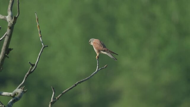 Male Common Kestrel (Falco tinnunculus) perched on branch in tree at dusk.