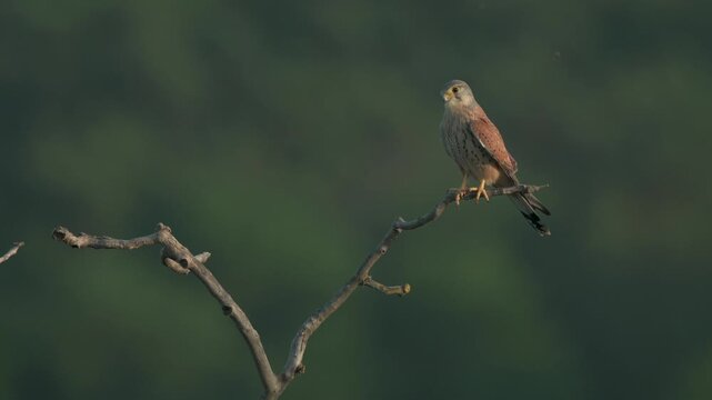 Male Common Kestrel (Falco tinnunculus) perched on branch in tree at dusk.
