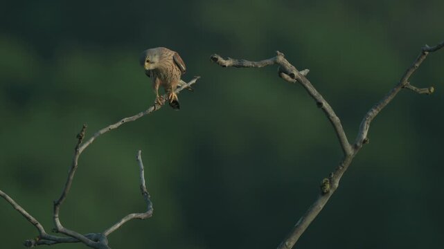 Male Common Kestrel (Falco tinnunculus) perched on branch in tree at dusk.
