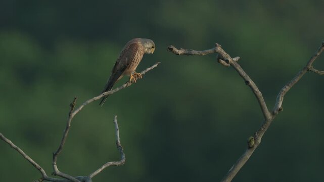 Male Common Kestrel (Falco tinnunculus) perched on branch in tree at dusk.