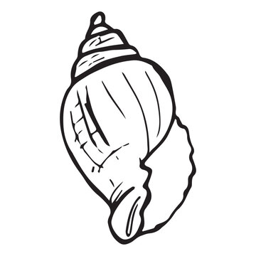 Hand drawn whelk shell, black ink sketch. Turbo snail shell outline illustration, spiral doodle, aperture detail, vintage style, isolated white, vector.
