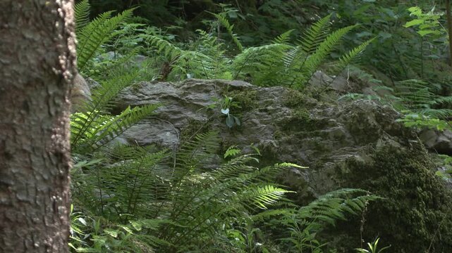 Red Fox in Summer Coat Foraging in the Lombard Orobie Alps, Italy