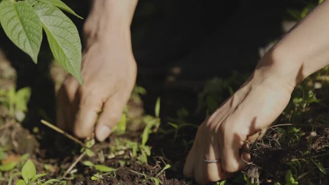 晴れた日に畑の雑草を手で抜く手元のアップ スーパースロー農作業映像