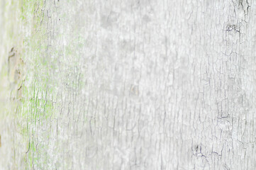 Fototapeta premium tree bark or bark or palm tree or palm trunk or stem background or stalk