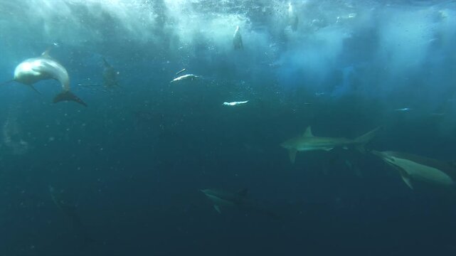 Underwater feeding activity with dolphins sharks and seabirds during sardine run South Africa