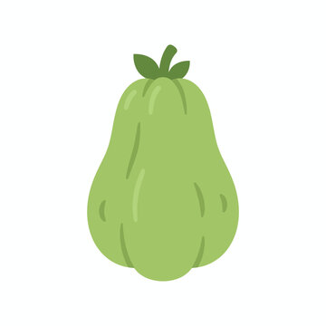 Fresh green chayote squash vegetable vector illustration