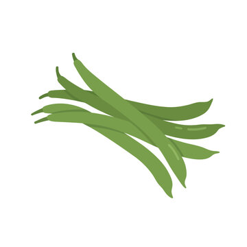 Pile of fresh green beans vector illustration