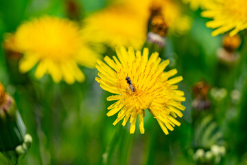 Yellow dandelion flowers Taraxacum officinale. Dandelion on spring sunny day © OlgaPak