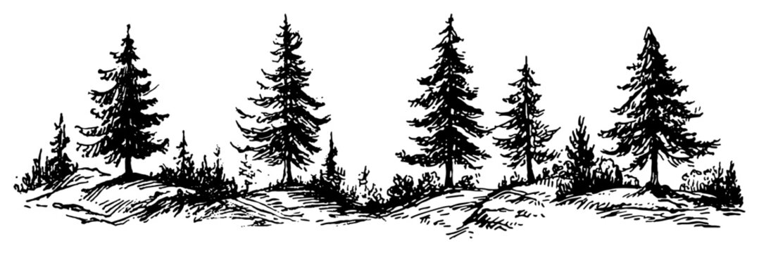 Coniferous pine and fir forest trees in hilly mountain landscape sketch vector illustration