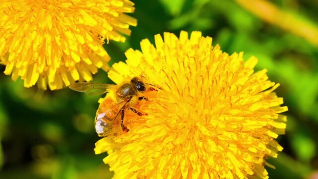 Macro. The honey bee collects pollen from a dandelion flower. Collects nectar