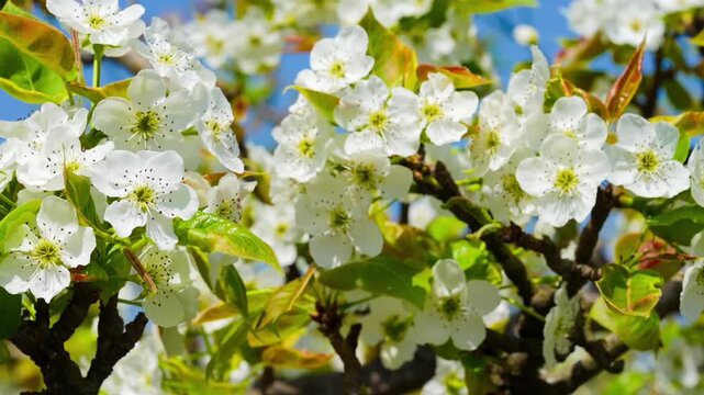 Bloosoms of the Nashi pear, Pyrus pyrifolia, in spring