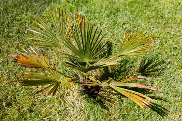 Fototapeta premium Palm seedling with fan-shaped fronds on grass