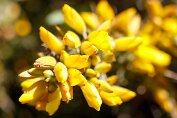 Obraz premium Close-up of bright yellow blossoms in focus, background blurred