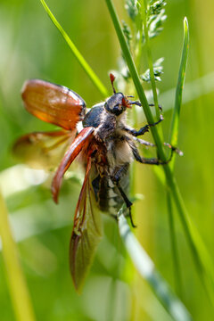 Beetle perches on slender green grass blades