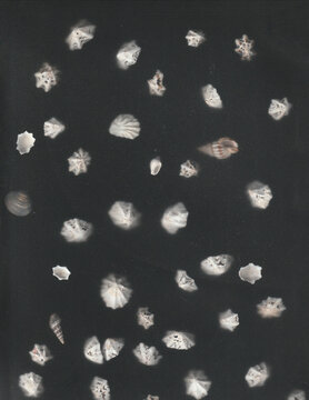 Small scattered shells on black background