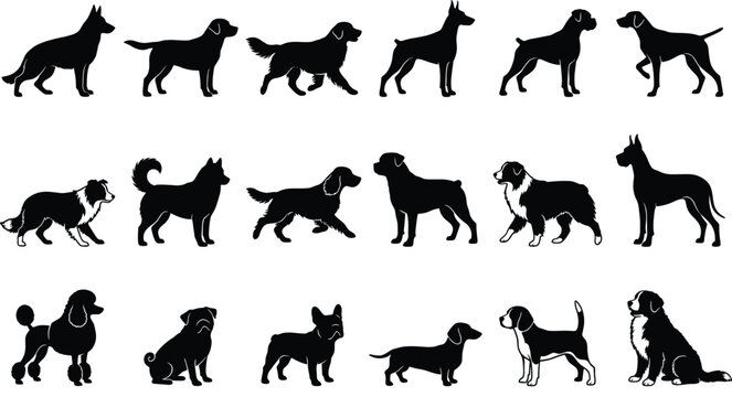 WebCollection of popular dog breed silhouettes set including german shepherd retriever poodle and husky isolated on white background