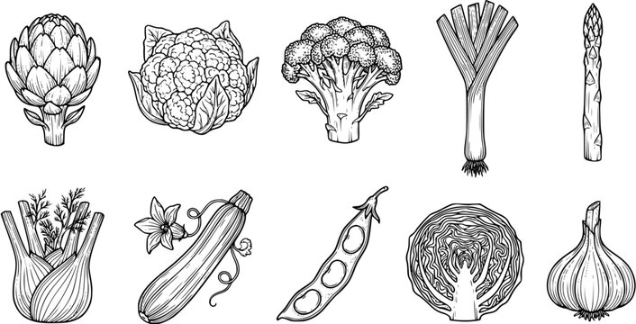 Set of hand drawn vegetables including artichoke, cauliflower, broccoli, leek, asparagus, fennel, zucchini, pea pod, cabbage, and garlic.