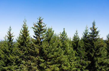 Fototapeta premium Coniferous forest showing green pine and spruce trees under clear blue sky, illustrating nature, woodland, and wilderness
