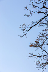Obraz premium Bare Tree Branches Against Clear Blue Sky Background