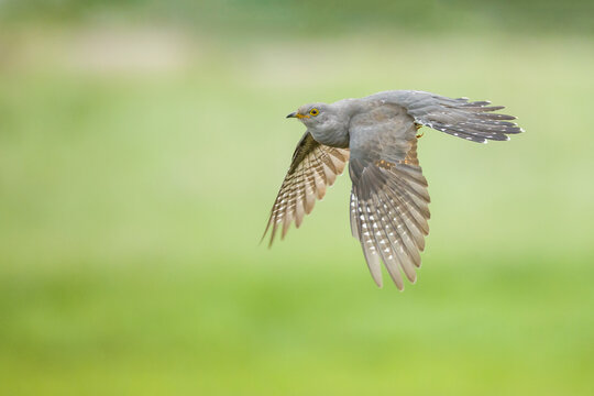A stunning, ultra-sharp action photograph of a wild common cuckoo (Cuculus canorus) captured in full flight. 