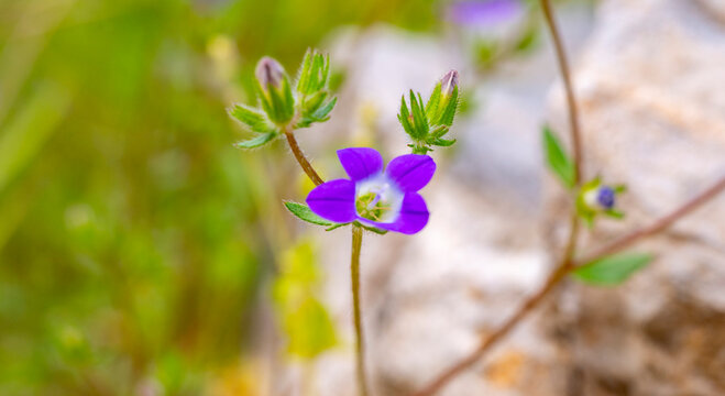 Campanula is the type genus of the Campanulaceae family of flowering plants. Campanula are commonly known as bellflowers and take both their common and scientific names from the bell-shaped flowers&mdash;ca