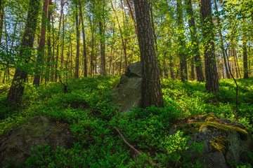 Wide landscape view of a sunlit spring forest with ancient grey stones and boulders scattered across the vibrant green ground cover. © Aleksandr Riabinin