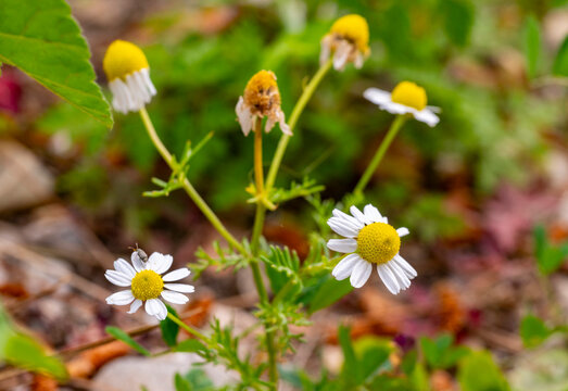 Anthemis cotula, also known as stinking chamomile or mayweed, is a flowering annual plant with a noticeable and strong odor. The odor is often considered unpleasant, and it is from this that it gains 