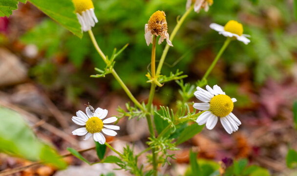 Anthemis cotula, also known as stinking chamomile or mayweed, is a flowering annual plant with a noticeable and strong odor. The odor is often considered unpleasant, and it is from this that it gains 