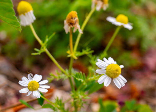Anthemis cotula, also known as stinking chamomile or mayweed, is a flowering annual plant with a noticeable and strong odor. The odor is often considered unpleasant, and it is from this that it gains 