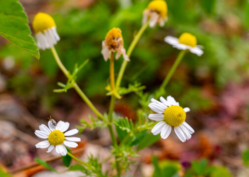 Anthemis cotula, also known as stinking chamomile or mayweed, is a flowering annual plant with a noticeable and strong odor. The odor is often considered unpleasant, and it is from this that it gains 