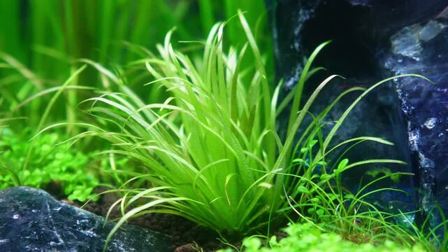 Aquascape and Aquascaping