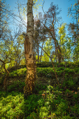 Fototapeta premium Tall white birch tree trunk standing on a vibrant green undergrowth hillside in a sunlit forest.