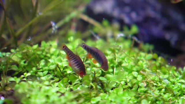 Aquascape and Aquascaping