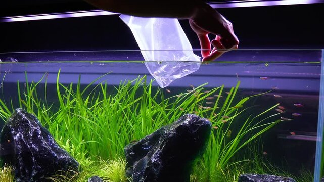 Aquascape and Aquascaping