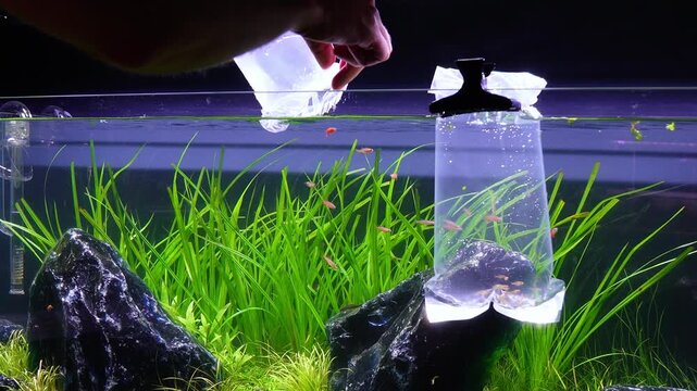 Aquascape and Aquascaping