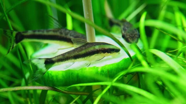 Aquascape and Aquascaping