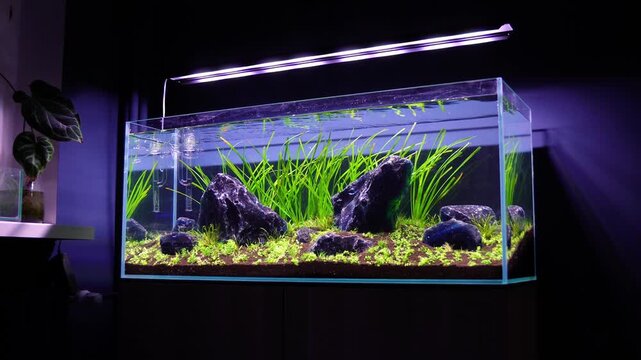 Aquascape and Aquascaping