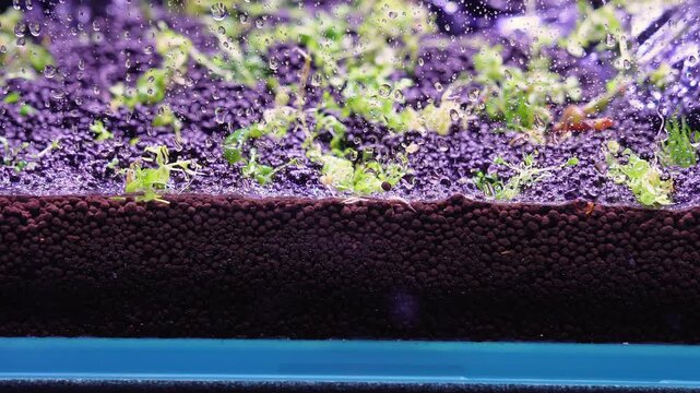 Aquascape and Aquascaping