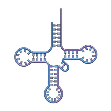 Transfer RNA Clover Leaf Model Isolated on Transparent Background