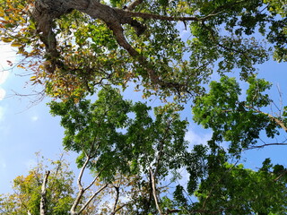 Fototapeta premium oak tree branches