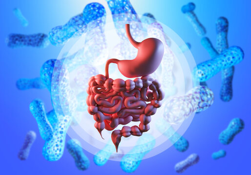 Healthcare, digestive system research. 3D illustration shows stomach and intestines with beneficial bacteria representing probiotics and gut microbiome balance.