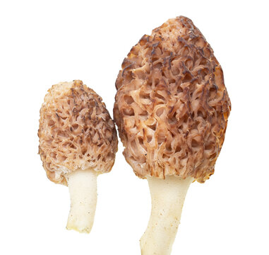 fresh morel mushrooms on white background.