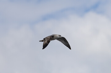 Obraz premium A bird is flying in the sky