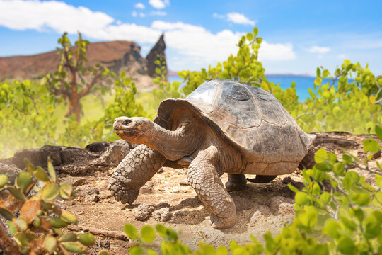 Bartolome Island Galapagos Islands Ecuador giant tortoise walking among shrubs near volcanic coast