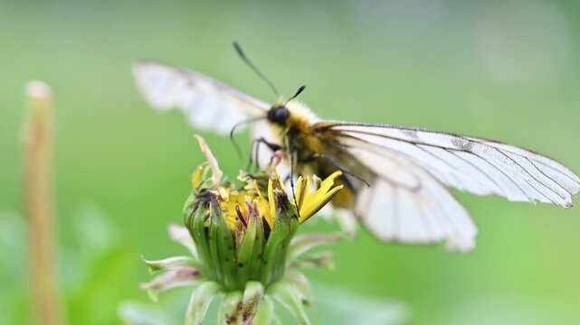 タンポポの花から飛び立つウスバシロチョウ