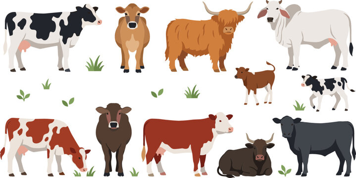Farm cattle and livestock vector collection featuring dairy cows, beef cattle, calves and agricultural farm animal illustrations in flat style