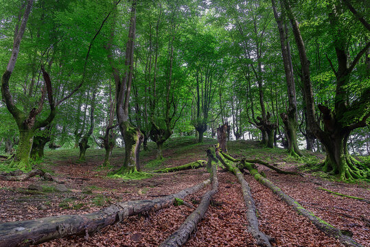 Beautiful ancient beech forest in Belaustegi Gorbea natural park with fallen mossy logs on the ground leading into lush green trees and traditional pollard beeches at spring