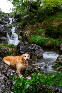 Golden retriever dog sitting by a beautiful waterfall with long exposure silk water effect in Gorbeia Natural Park, green mossy rocks, Basque Country